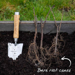 Currant Bush Collection 3 X Bare-root Plants (ebony, Blanka, Rovada) | 3 x Bare Root | Red & White