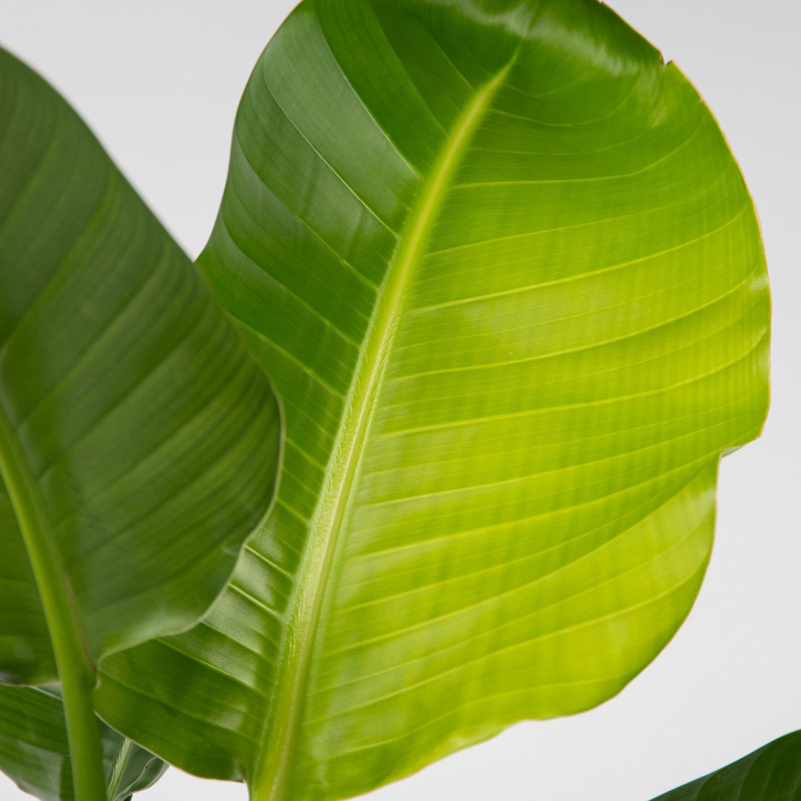Giant Bird Of Paradise - Strelitzia Nicolai - Height 90-110cm - ⌀21cm | Set of 1 | Green