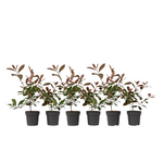 Christmas Berry - Photinia Fraseri 'red Robin' - Height 30-40cm - ⌀17cm | Set of 6 | Red