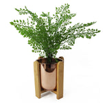 16cm Gold Ceramic Planter With Bamboo Stand