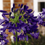Agapanthus Duo Collection 2 x 9cm Potted Plants