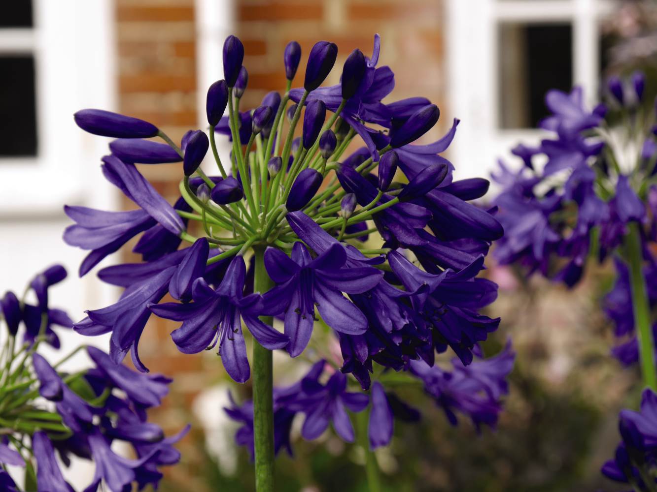 Agapanthus Duo Collection 2 x 9cm Potted Plants