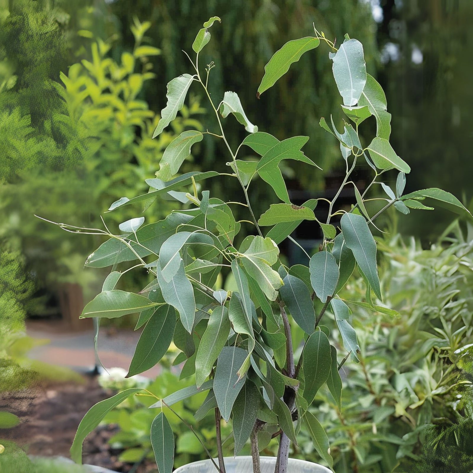 Gum Bush - 2 Pcs. - Eucalyptus 'citriodora' - Height 35-45cm - ⌀15cm