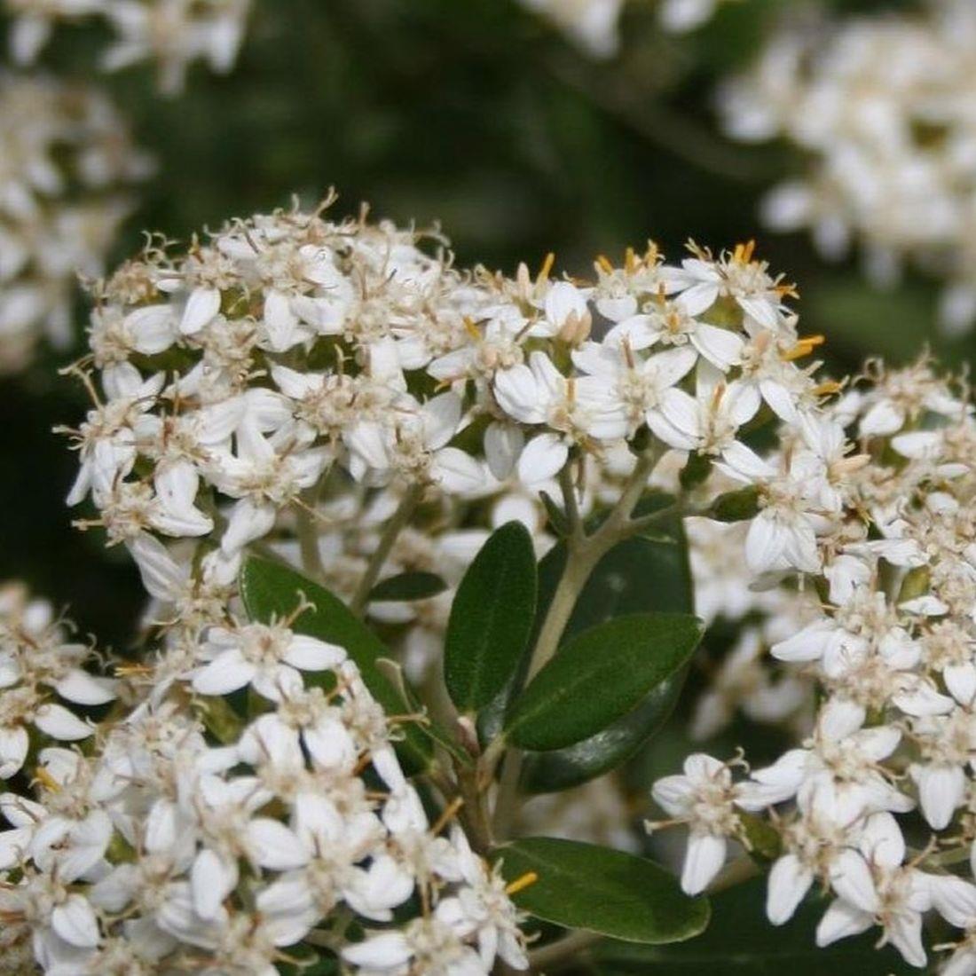 Direct Plants Olearia Haastii Daisy Bush Evergreen Garden Shrub 2-3ft Extra Large