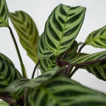Never Never Plant - Ctenanthe 'amagris' - Height 20-30cm - ⌀12cm | Set of 1 | Green