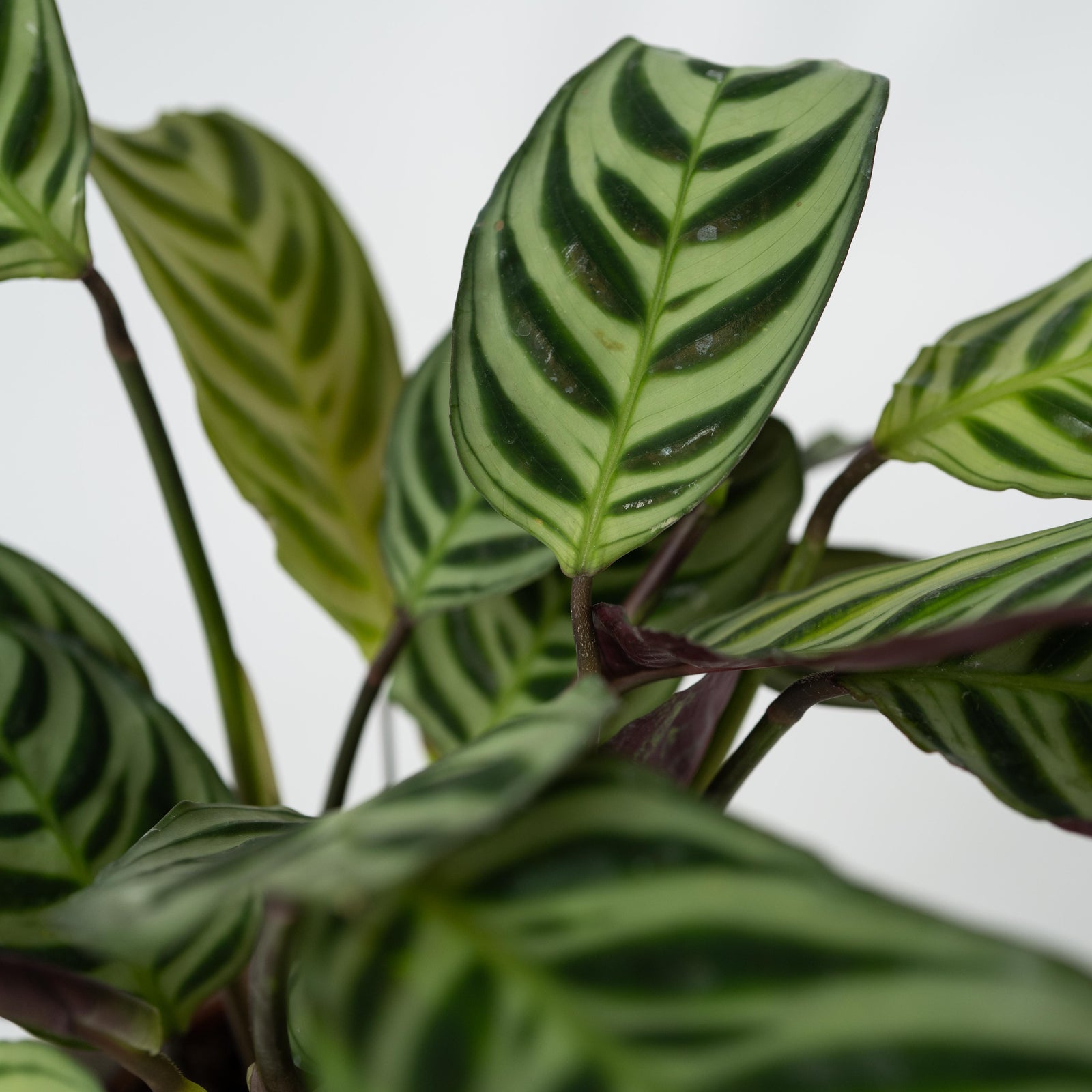 Never Never Plant - Ctenanthe 'amagris' - Height 20-30cm - ⌀12cm | Set of 1 | Green