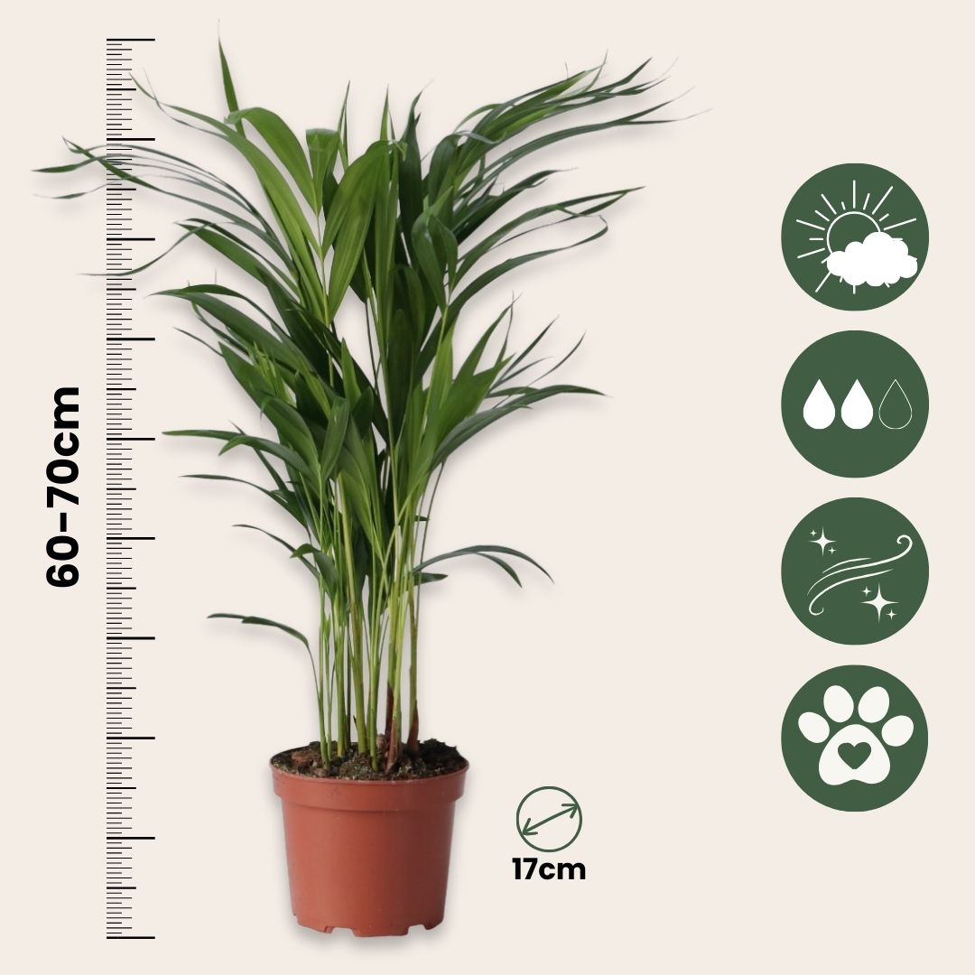 Areca Palm 'golden Cane' - 2 Pcs. - Dypsis Lutescens - Height 60-70cm - ⌀17cm | Set of 2 | Green