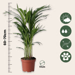 Areca Palm 'golden Cane' - 2 Pcs. - Dypsis Lutescens - Height 60-70cm - ⌀17cm | Set-of-2 | Green