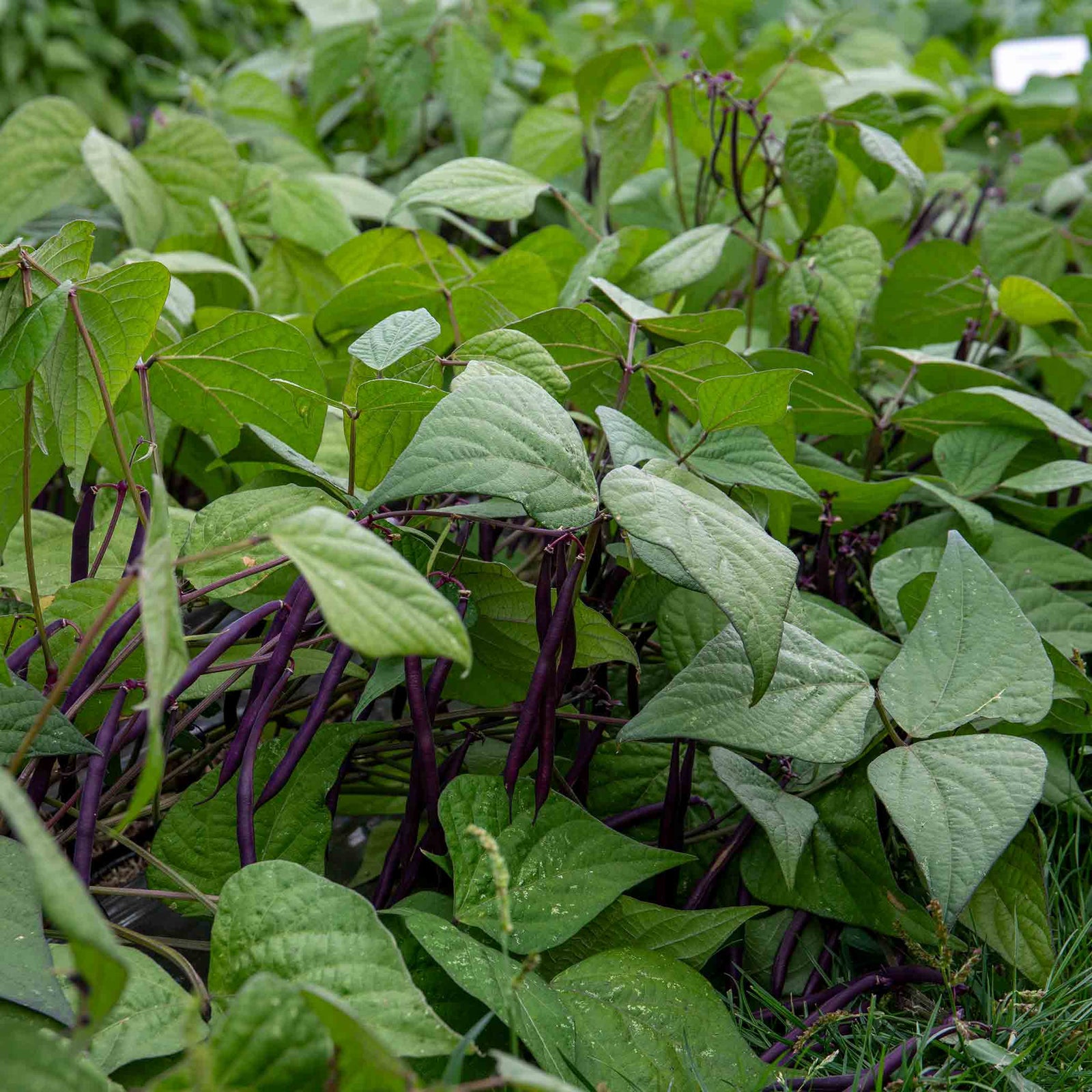 Dwarf Amethyst French Bean Plants | 12 x Garden Ready Plants | Multi