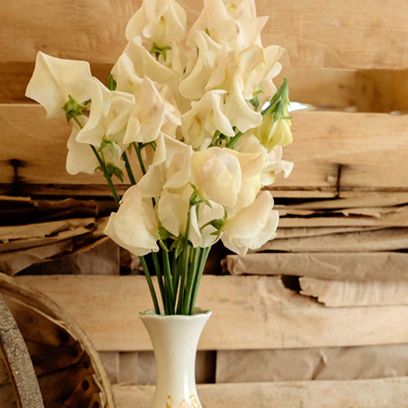 Sweet Pea 'songbird' - Pastel Fragrant Climber Seeds | 15 Seeds