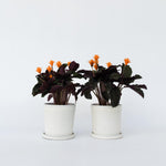 Prayer Plant - 2 Pcs. - Calathea Crocata 'tassmania' - Height 40-50cm - ⌀14cm | Set of 2 | Orange