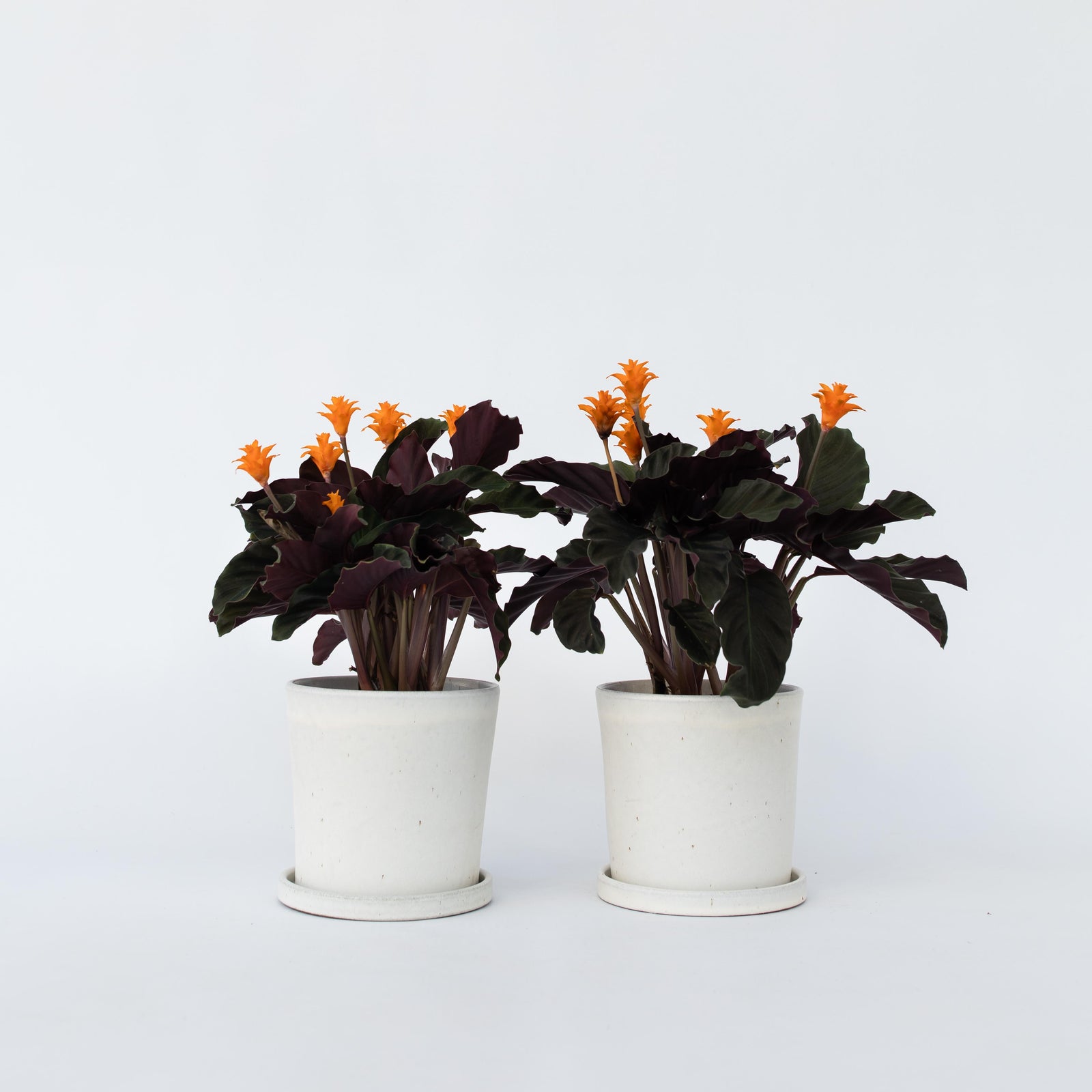 Prayer Plant - 2 Pcs. - Calathea Crocata 'tassmania' - Height 40-50cm - ⌀14cm | Set of 2 | Orange