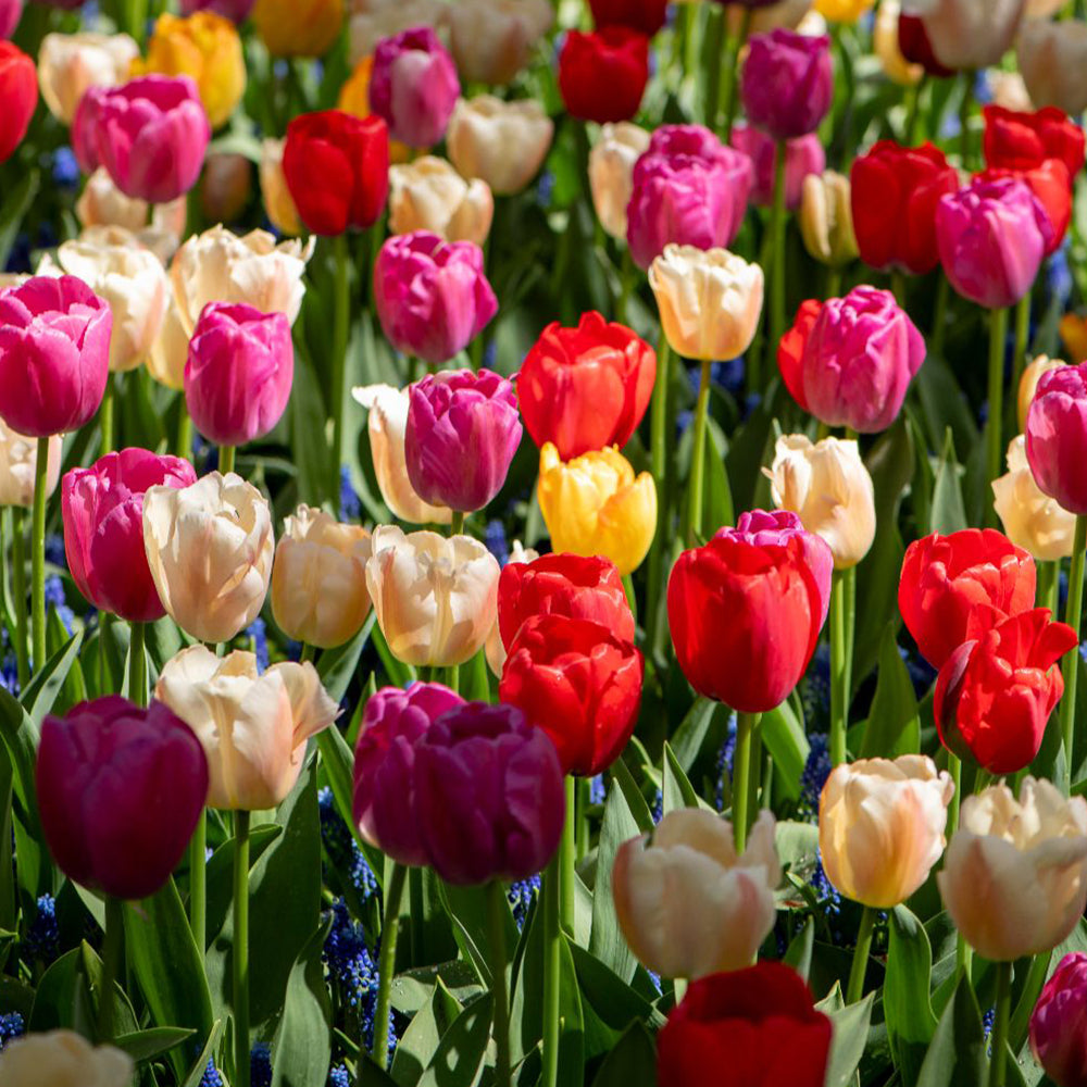 Tulip 'majestic Mix' Bulbs | 40 x Bulbs
