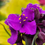 Tradescantia 'js Brainstorm' 2l Plant | Single | Purple