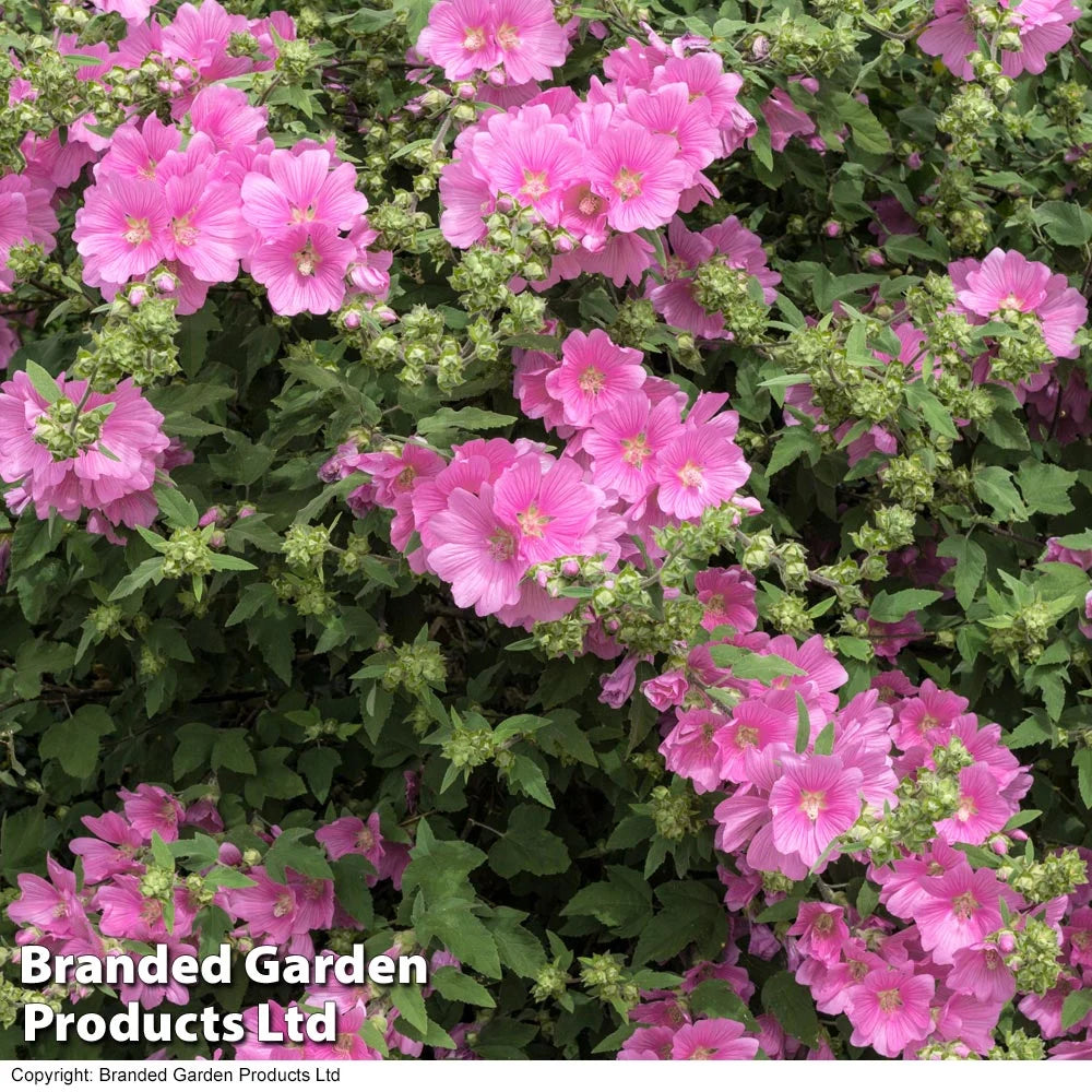 Lavatera X Clementii Rosea 9cm Pot | Set of 3