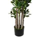 Green Jade Plant 75cm Extra Large Realistic