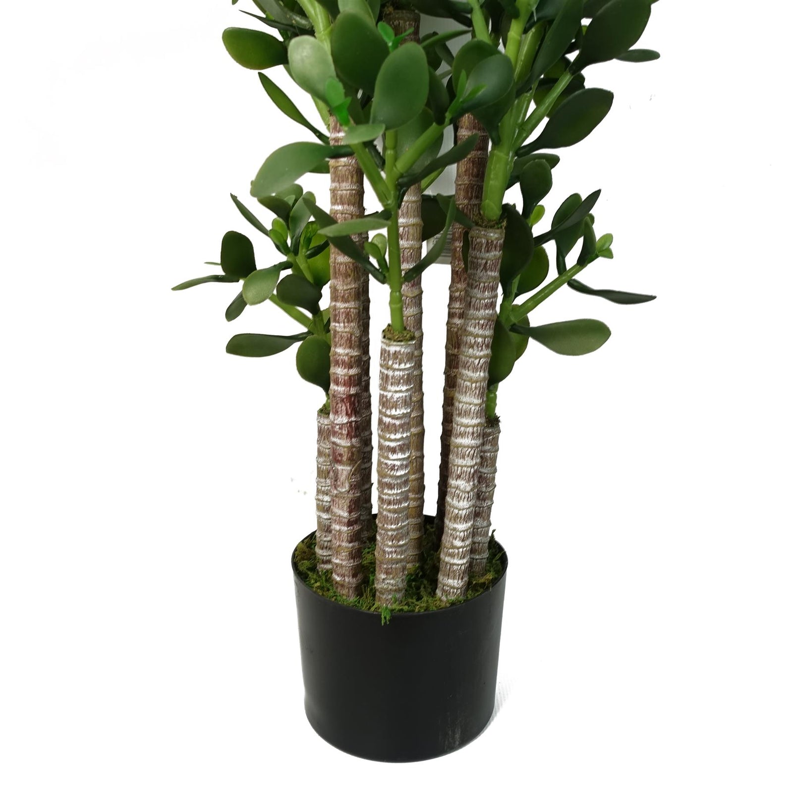 Green Jade Plant 75cm Extra Large Realistic