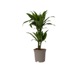 Dragon Tree - Dracaena Deremensis 'janet Craig' - Height 60-70cm - ⌀17cm | Set of 1 | Green