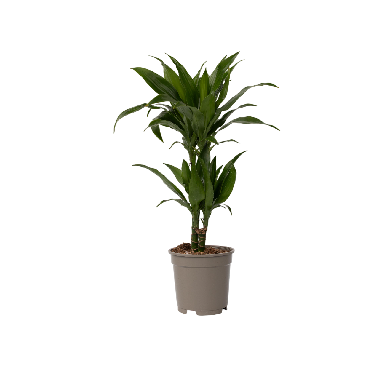 Dragon Tree - Dracaena Deremensis 'janet Craig' - Height 60-70cm - ⌀17cm | Set of 1 | Green