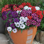 Thompson & Morgan Verbena Quartz Mixed 12 X Garden Ready Plants - Brightly Coloured Annuals