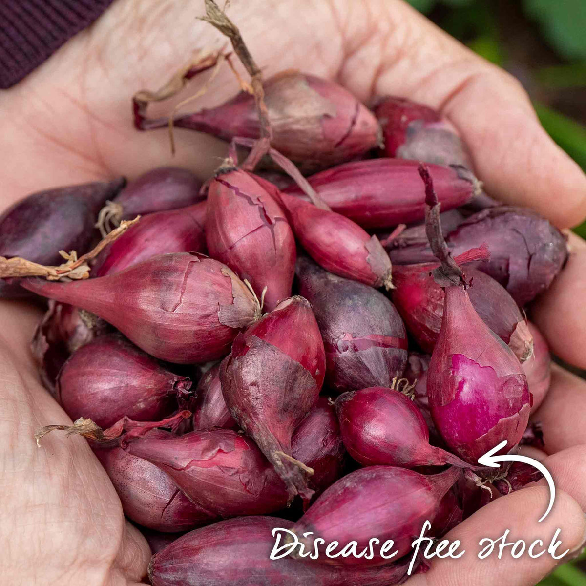 Marshalls Garden Autumn Planting Onion Sets 'electric' - Approx 65-75 Sets
