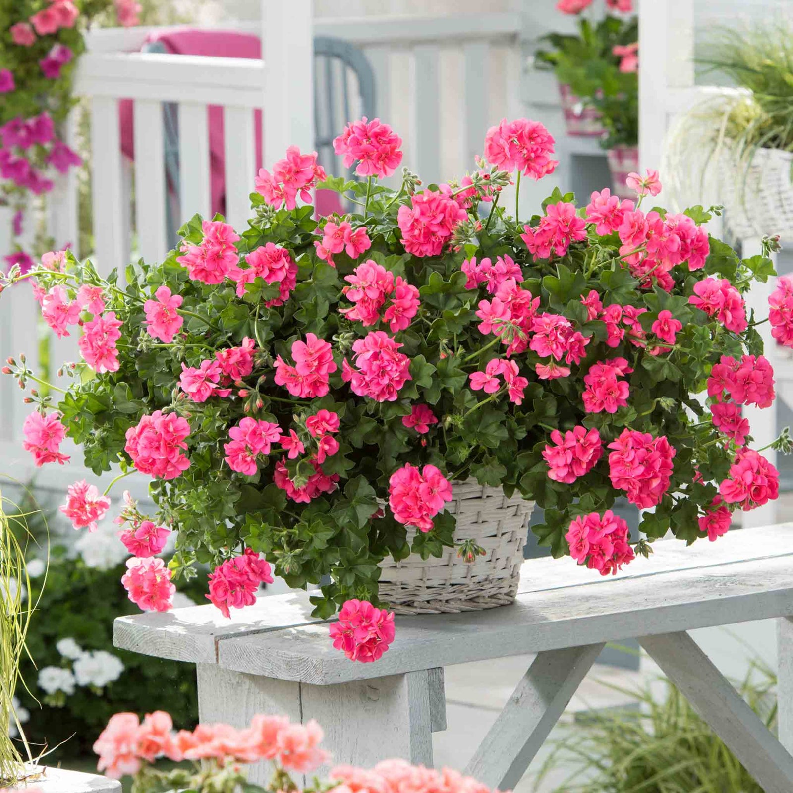 Geranium 'sunflair Linda Pink' - Trailing Ivy-leaf Pink | 12 x Plug Plants | Pink