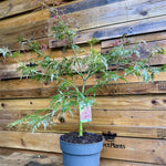 Acer Palmatum Dissectum Crimson Queen 50-60cm In A 7.5 Litre Pot