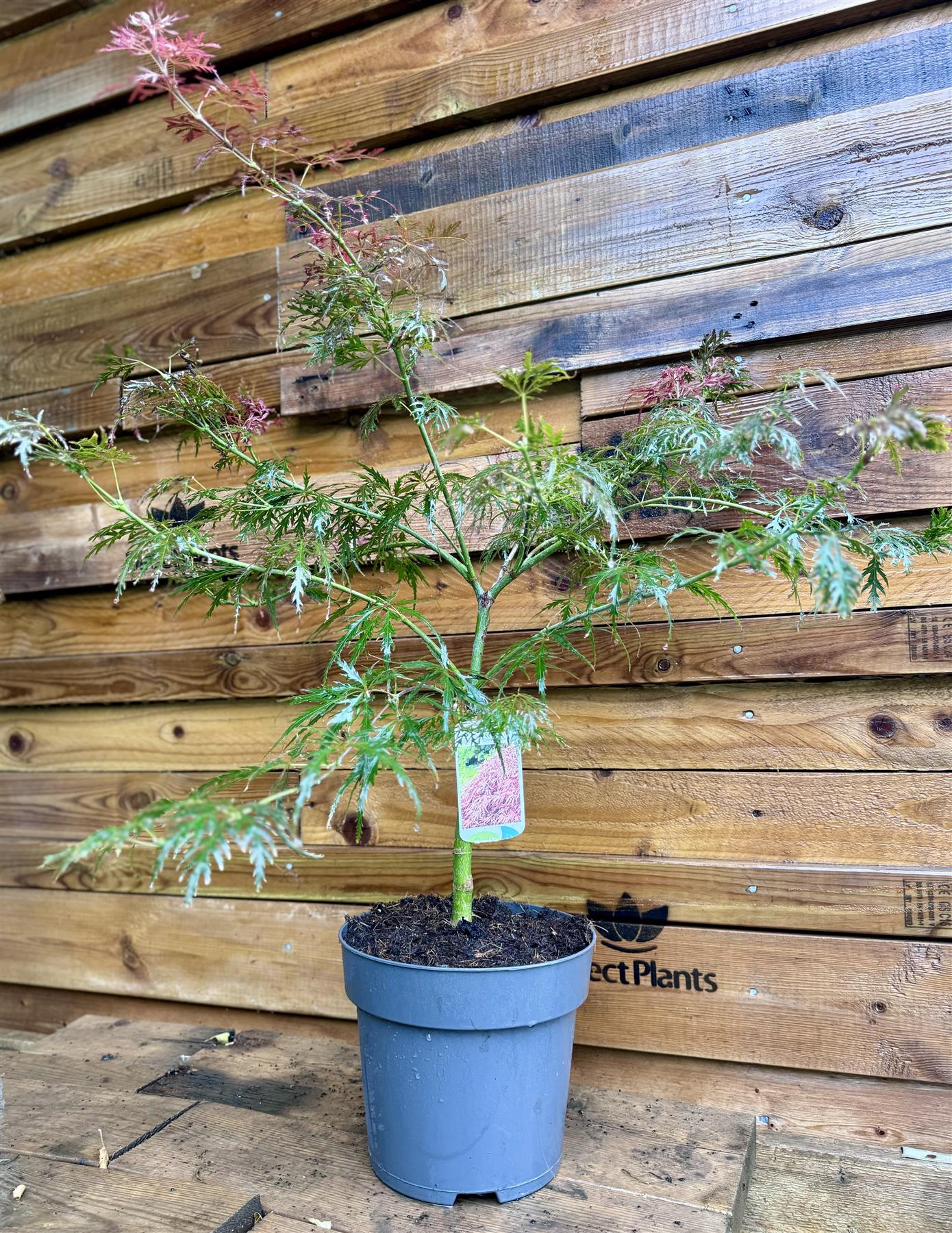 Acer Palmatum Dissectum Crimson Queen 50-60cm In A 7.5 Litre Pot