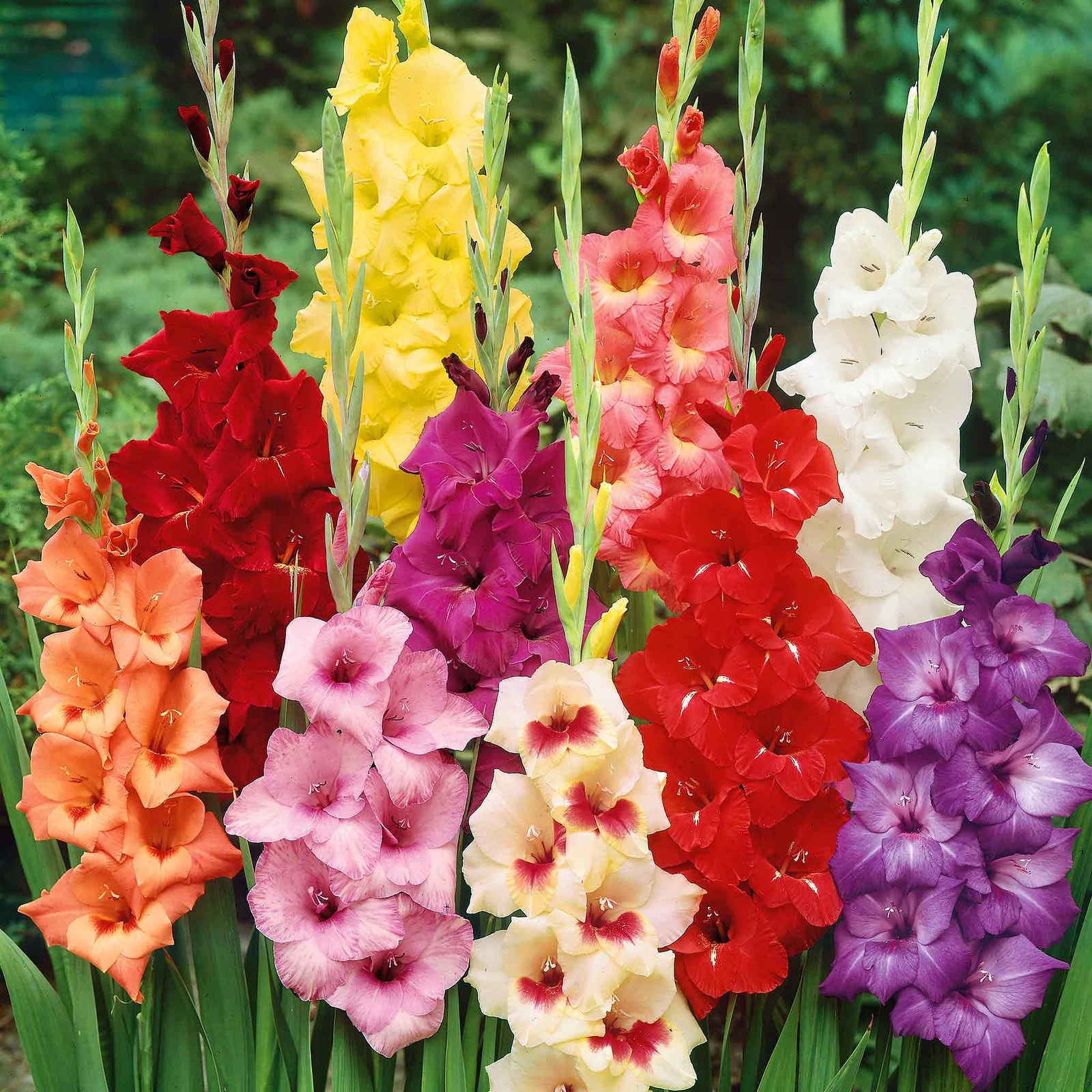 Gladiolus Large-flowered Mix | 15 x Bulbs | Multi
