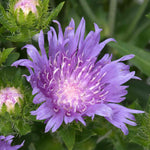 Stokesia 'mel's Blue' Compact Lavender-blue Perennial | Set of 1 | Lavender