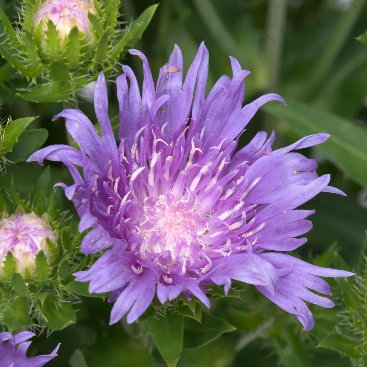 Stokesia 'mel's Blue' Compact Lavender-blue Perennial | Set of 1 | Lavender