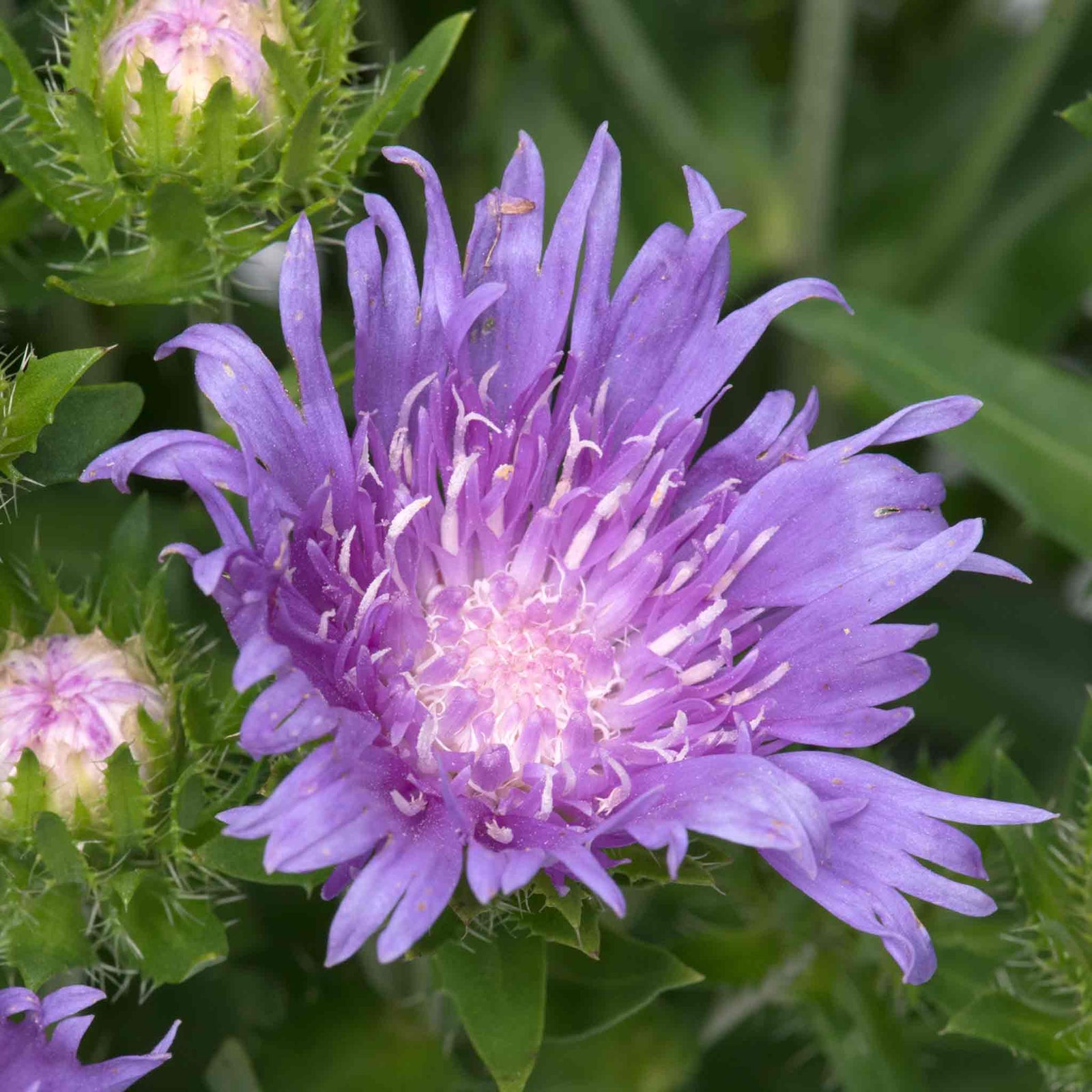 Stokesia 'mel's Blue' Compact Lavender-blue Perennial | Set-of-1 | Lavender