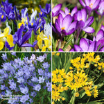 Spring Harmony Bulb Collection Bulbs | 100 x Bulbs