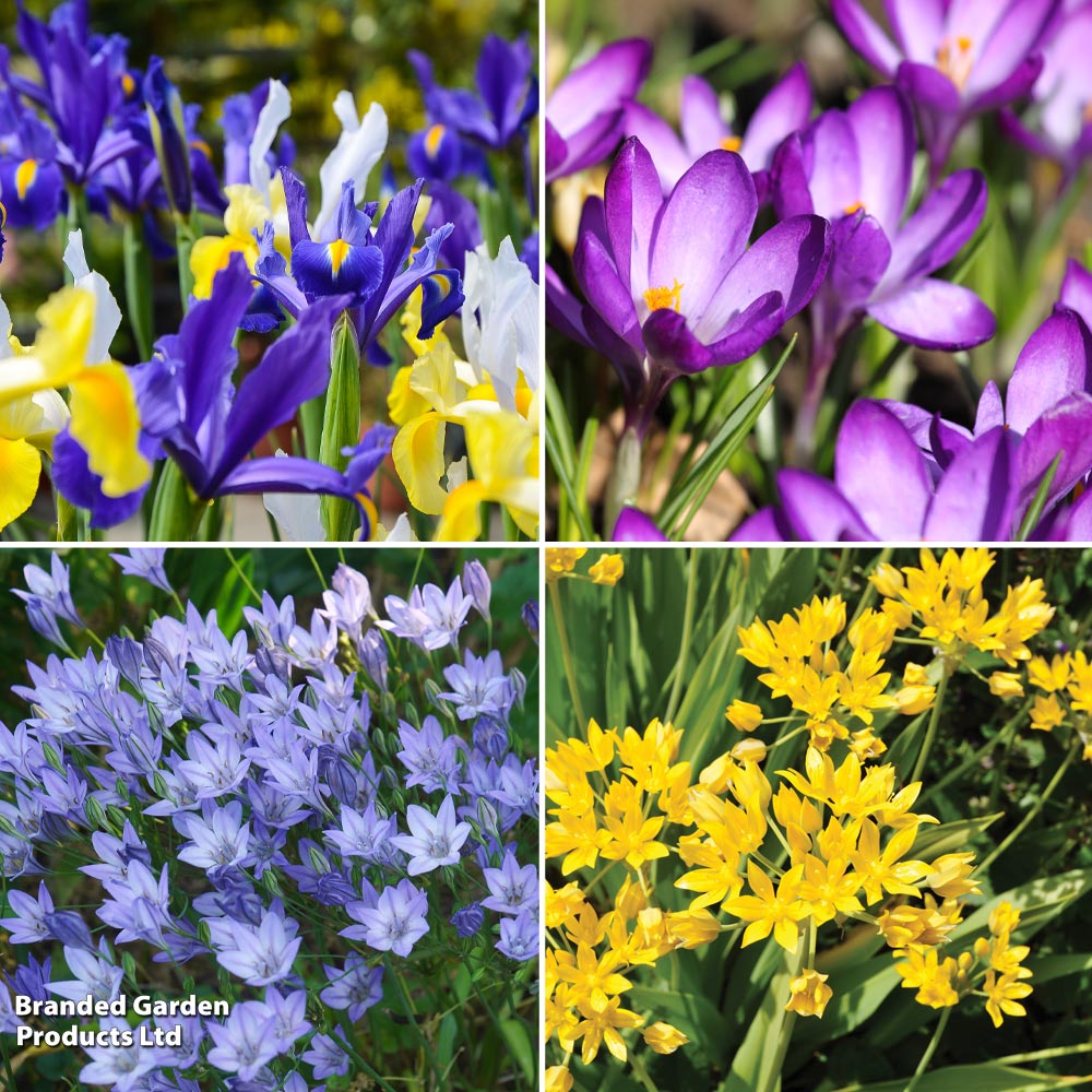 Spring Harmony Bulb Collection Bulbs | 100 x Bulbs