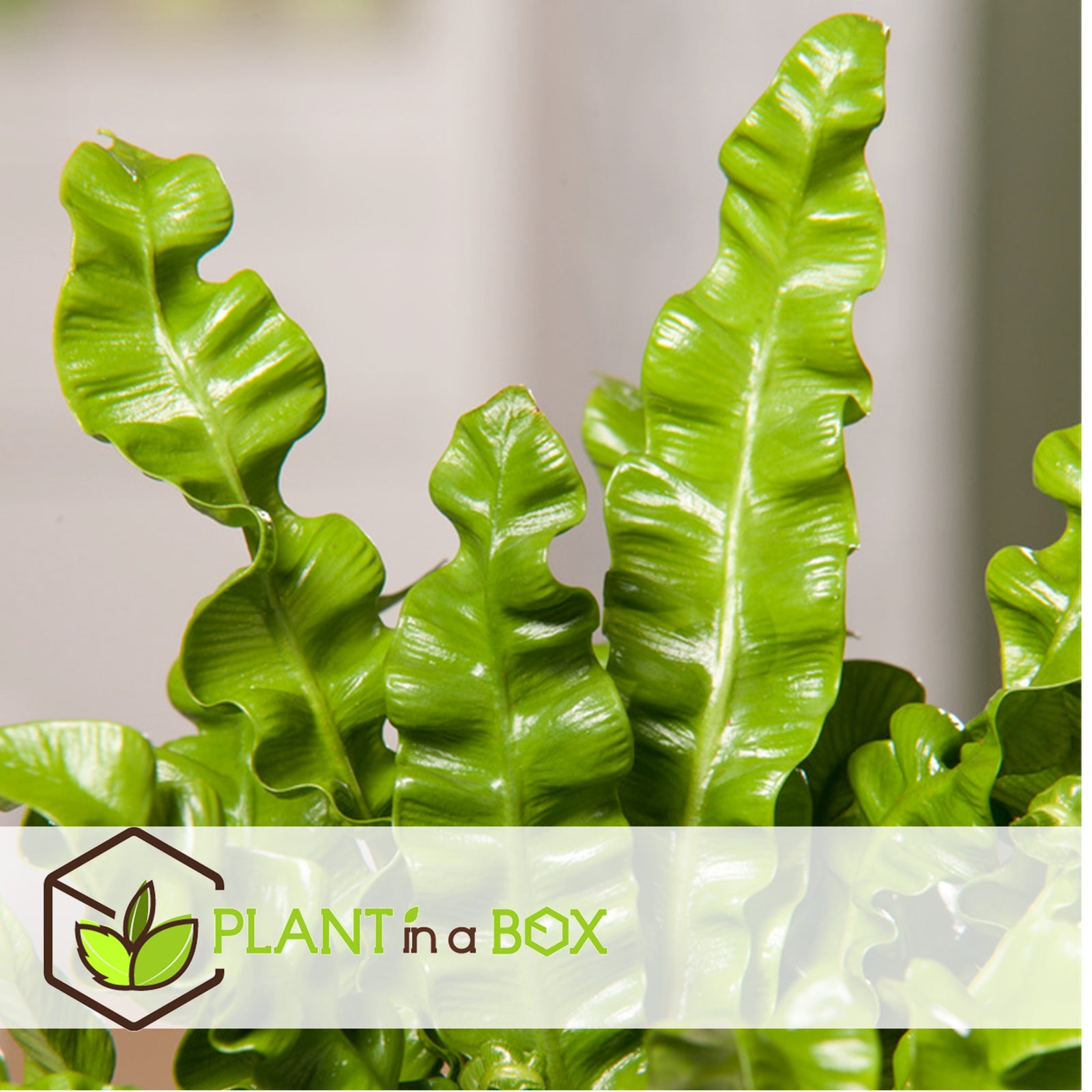 Bird's Nest Fern - 2 Pcs. - Asplenium Nidus 'crispy Wave' - H25-40cm - ⌀12cm | Set-of-2 | Green