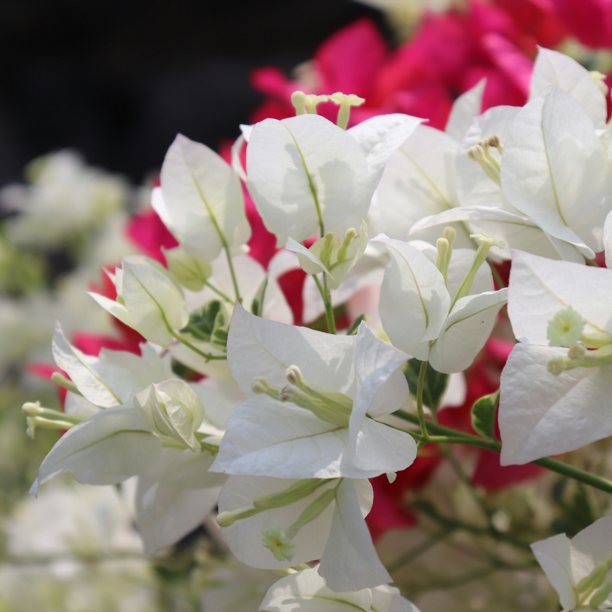 Paper Flower - Height 50-60cm - ⌀17cm | Set of 1 | White