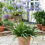 Hayloft Agapanthus Hybrida Vallee De L'authion - 9cm Pot