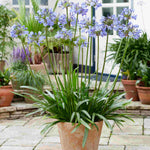 Agapanthus Hybrida 'Vallee De L'authion' - 9cm Pots | 1 x 9cm | Blue