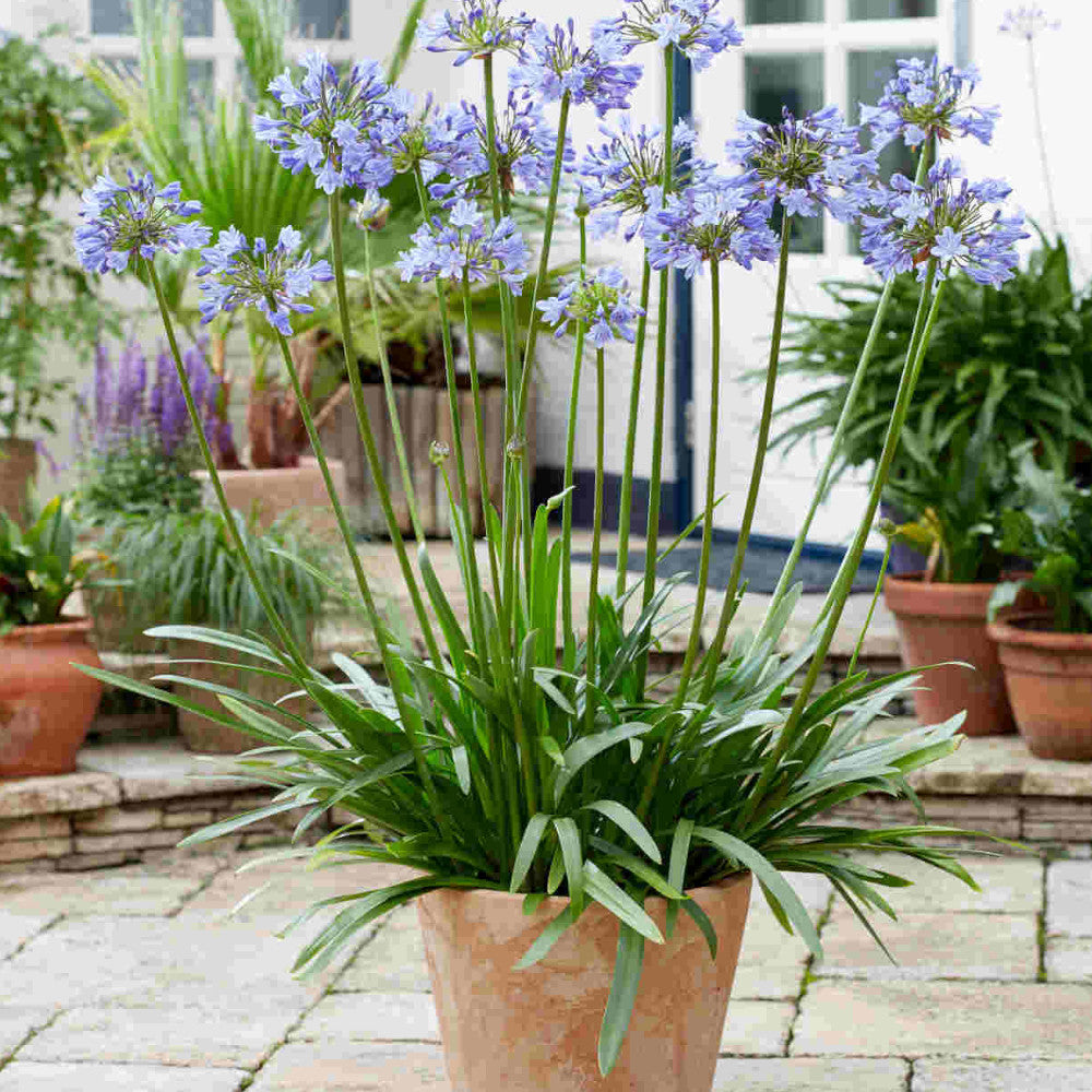 Agapanthus Hybrida 'Vallee De L'authion' - 9cm Pots | 1 x 9cm | Blue