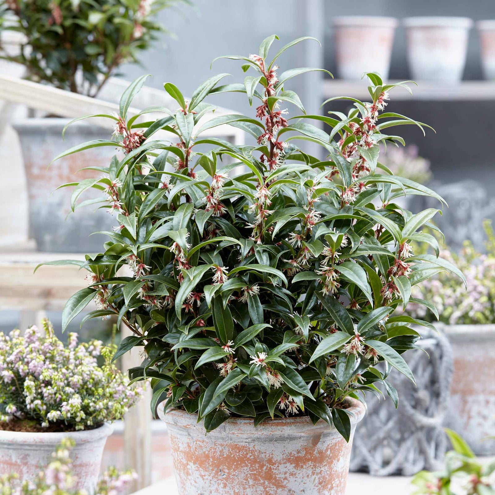 Sarcococca Hookeriana 'winter Gem' - Hardy Evergreen Fragrant Shrub | 1 x 2L | Red & White