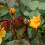 Rose 'precious Gold' Floribunda (golden Yellow, ) | 1 x Bare Root | Yellow
