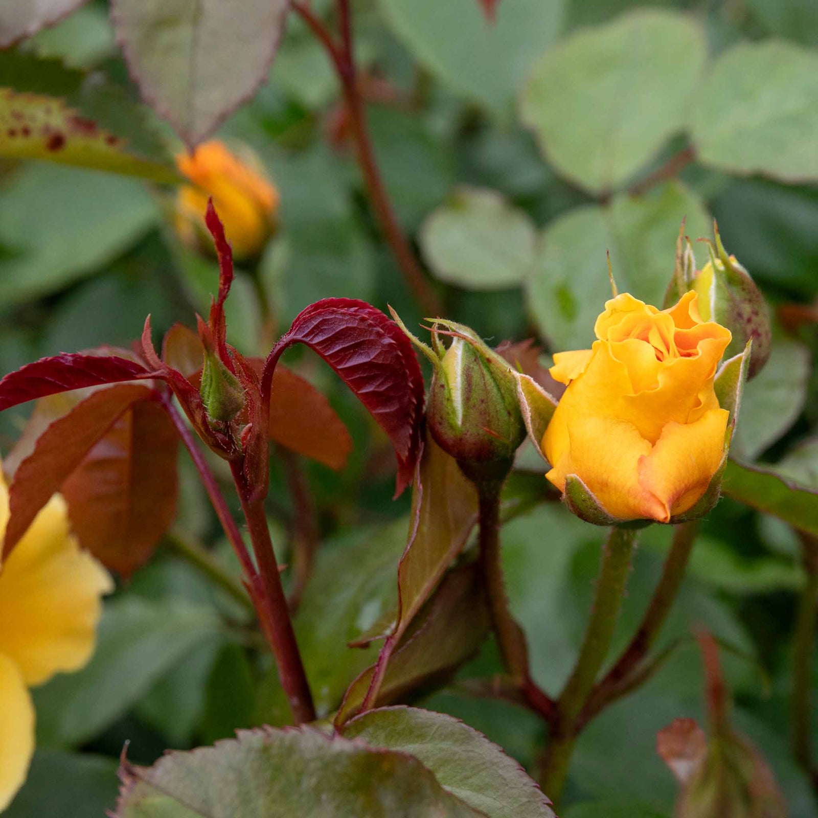 Rose 'precious Gold' Floribunda (golden Yellow, ) | 1 x Bare Root | Yellow
