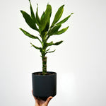 Dragon Tree - 2 Pcs. - Dracaena Deremensis 'warneckei' - Height 60-70cm - ⌀17cm | Set of 2 | Green