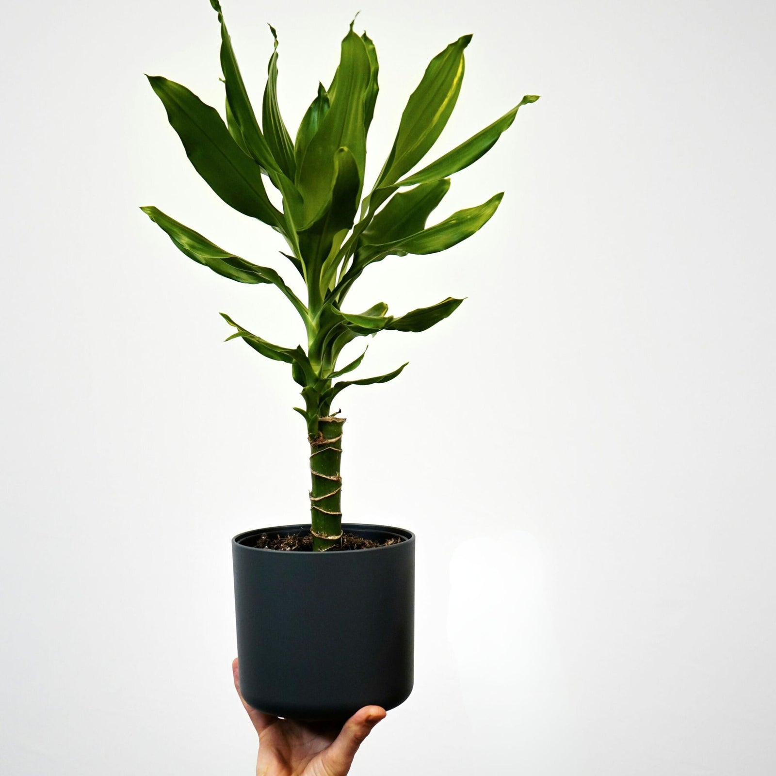 Dragon Tree - 2 Pcs. - Dracaena Deremensis 'warneckei' - Height 60-70cm - ⌀17cm | Set of 2 | Green