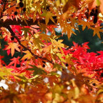 Liquidambar Styraciflua Gum Ball 1/4 Standard Lollipop Ornamental Tree 100cm