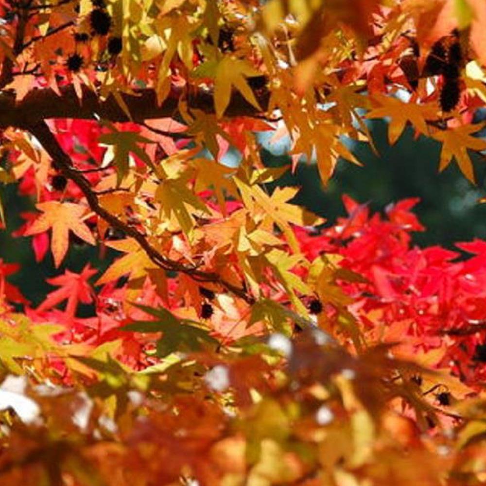 Liquidambar Styraciflua Gum Ball 1/4 Standard Lollipop Ornamental Tree 100cm
