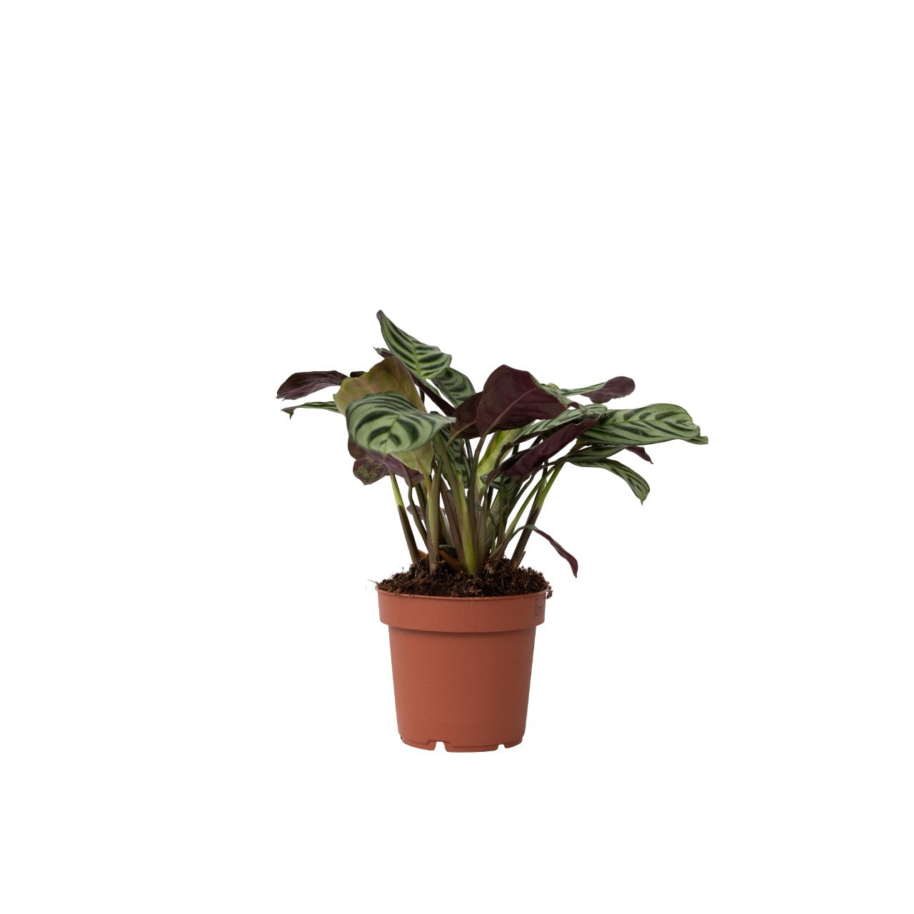 Never Never Plant - Ctenanthe 'amagris' - Height 20-30cm - ⌀12cm | Set of 1 | Green