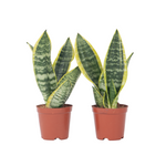 Snake Plant - 2 Pcs. - Sansevieria 'futura Superba' - Height 35-40cm - ⌀12cm | Set of 2 | Green