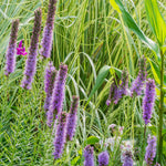 Liatris Spicata 'floristan Violett' - 9cm Pot | 3 x 9cm | Purple