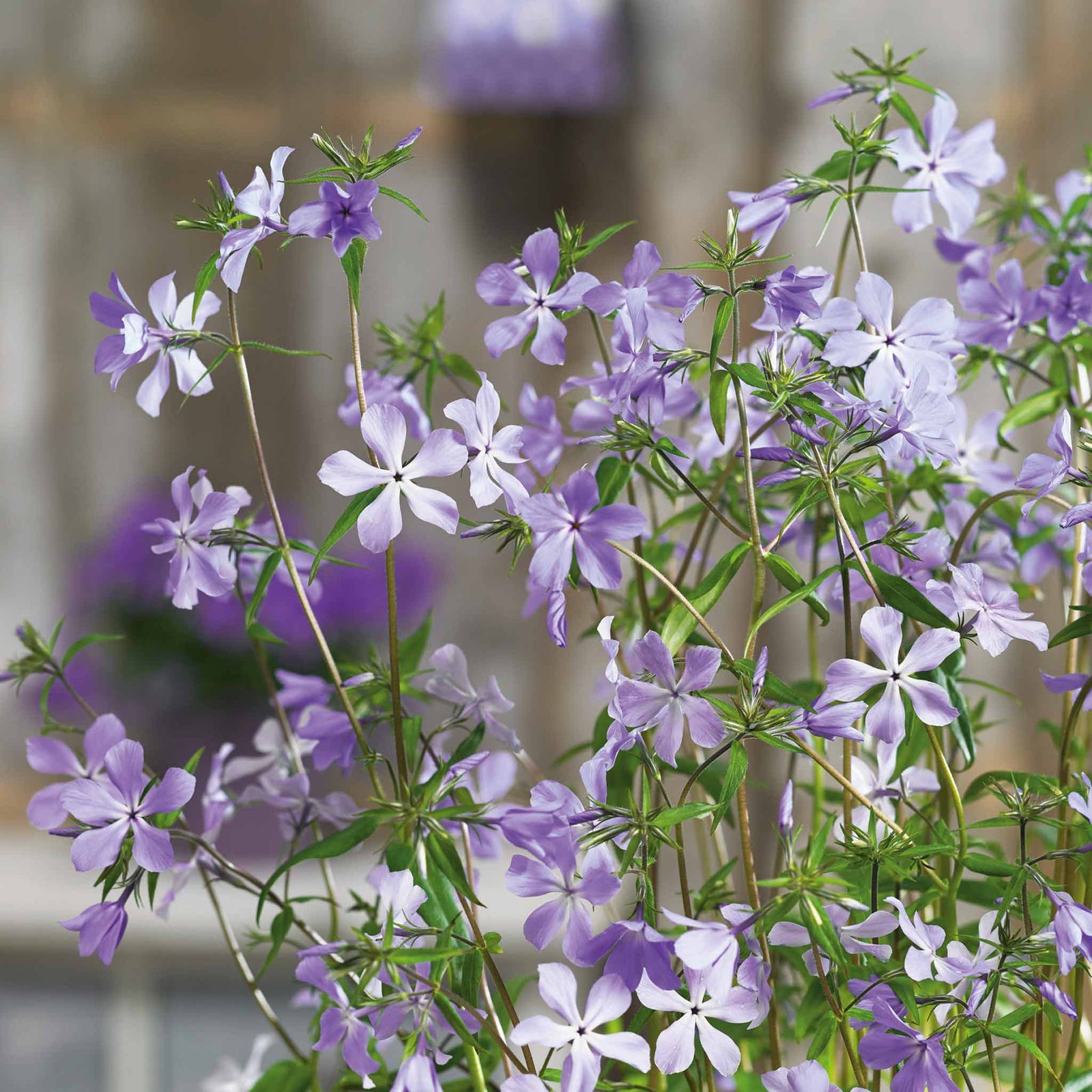 Phlox Divaricata Subsp. Laphamii 'chattahoochee' Lavender-blue Woodland Phlox | 6 x Jumbo Plugs | Lavender